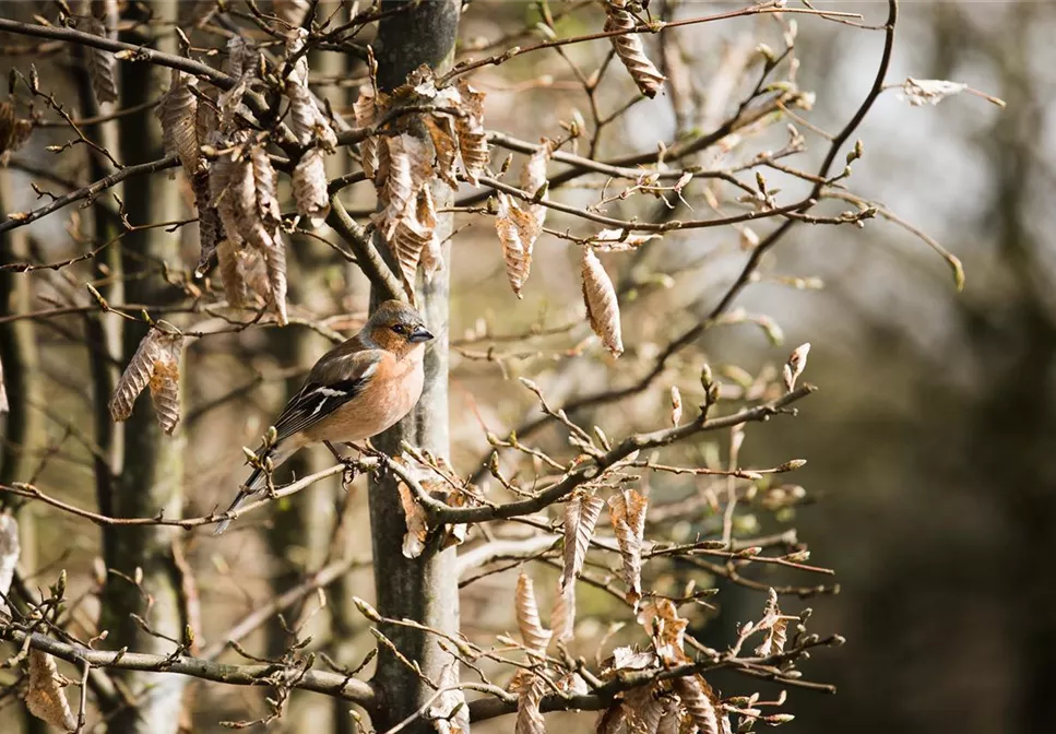 TIPPS ZUR WINTERVOGELFüTTERUNG