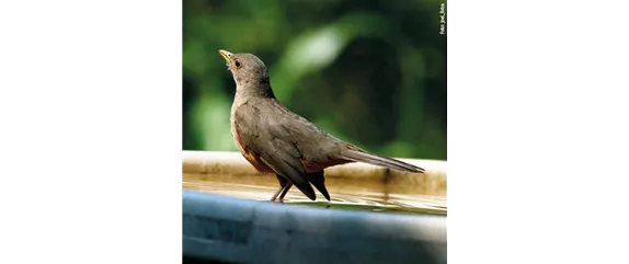 TIPPS ZUR WINTERVOGELFüTTERUNG