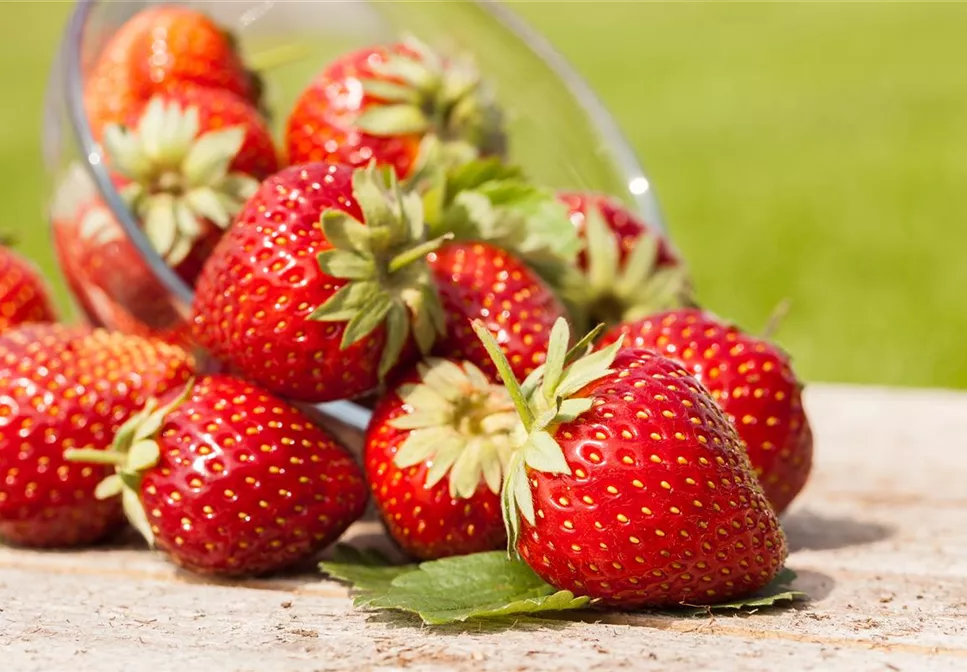 GESUND NASCHEN AUF DEM BALKON!