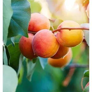 OBSTGARTEN FÜR KINDER