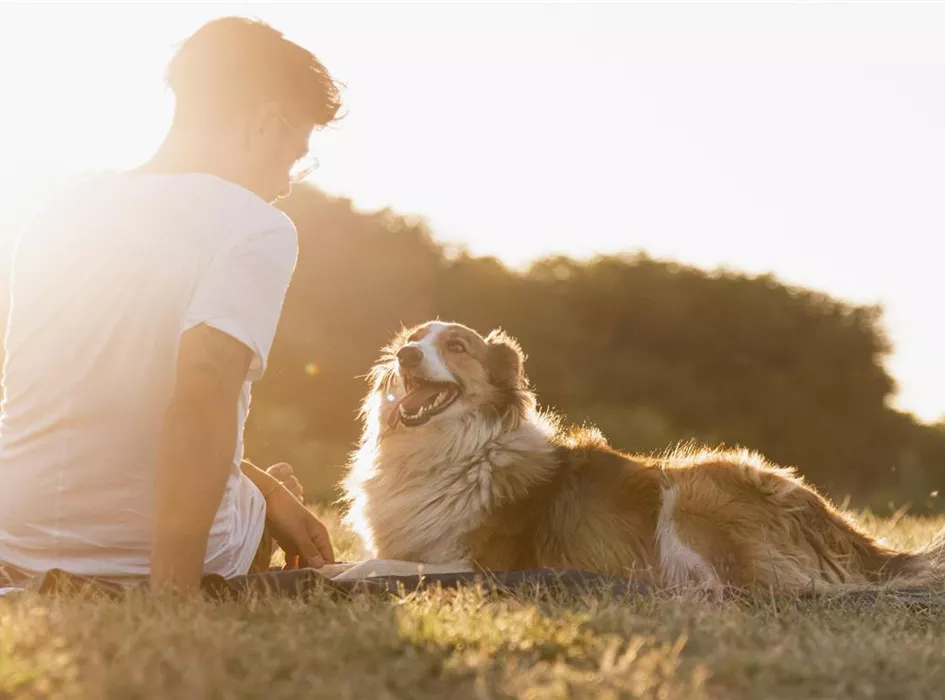 Hund_Sonne.jpg