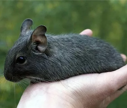 Degu.jpg